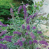 Buddleja davidii Buzz™ Lavender
