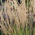 Calamagrostis Karl Foerster - Future Forests