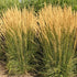 Calamagrostis Karl Foerster - Future Forests
