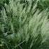 Calamagrostis brachytricha