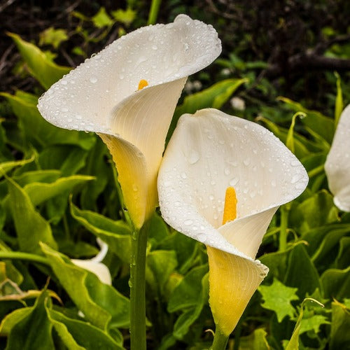 Zantedeschia aethiopica