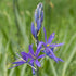 Camassia leichtinii Caerulea - Future Forests