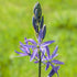Camassia leichtinii Caerulea - Future Forests