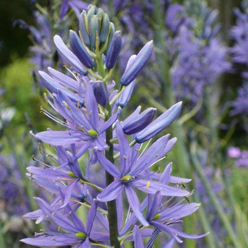 Camassia leichtinii Caerulea - Future Forests
