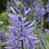 Camassia leichtinii Caerulea - Future Forests
