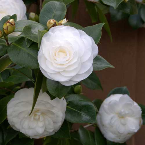 Camellia japonica Nuccio's Gem