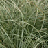 Carex comans Frosted Curls