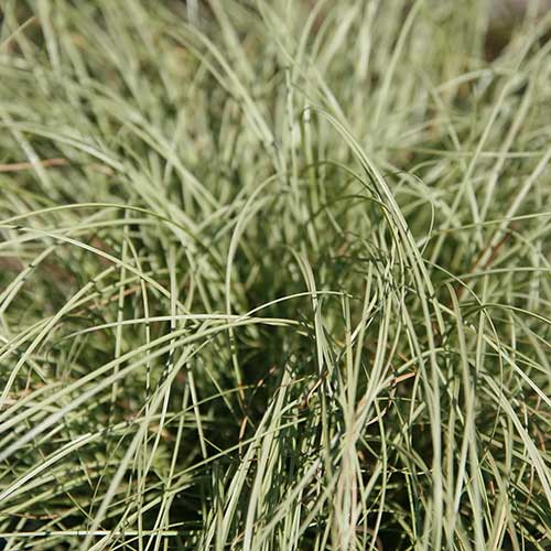 Carex comans Frosted Curls
