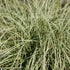 Carex comans Frosted Curls