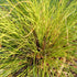Carex testacea
