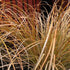 Carex testacea
