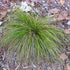 Carex testacea