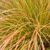 Carex testacea Prairie Fire
