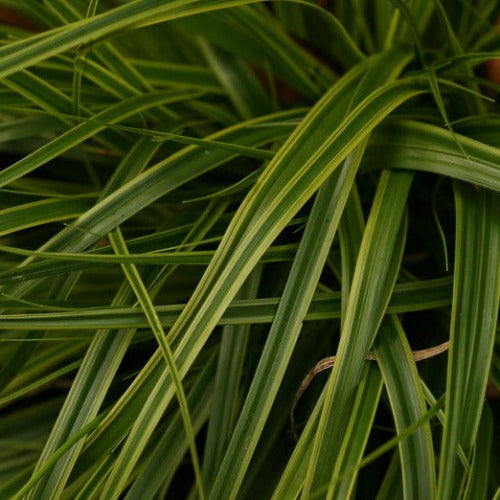 Carex oshimensis Everlime