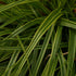Carex oshimensis Everlime