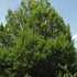 Carpinus betulus fastigiata