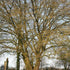 Carpinus betulus - Hornbeam - Future Forests