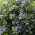 Ceanothus Trewithen Blue - Future Forests