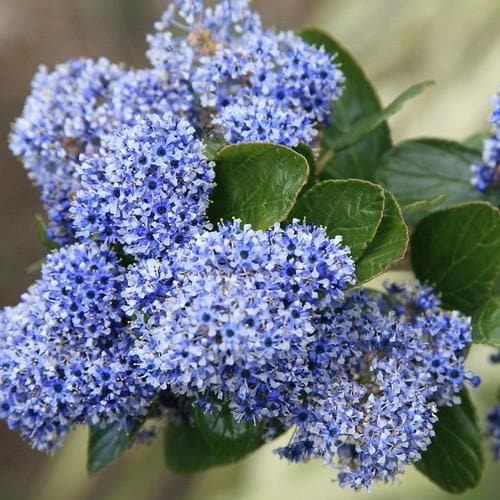Ceanothus Trewithen Blue - Future Forests
