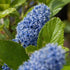 Ceanothus Trewithen Blue - Future Forests