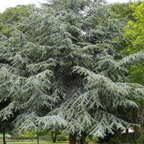 Cedrus atlantica - Atlas Cedar - Future Forests