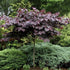 Cercis canadensis Forest Pansy - Future Forests