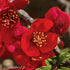 Chaenomeles japonica - Future Forests