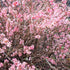 Chaenomeles x superba Pink Lady - Future Forests