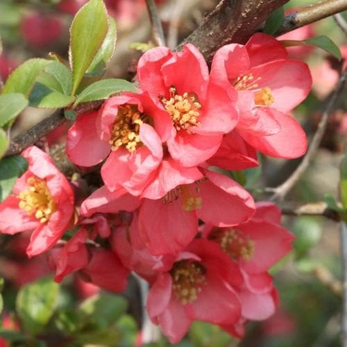 Chaenomeles x superba Pink Lady - Future Forests