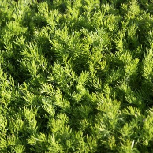 Chamomile, Lawn - Future Forests