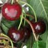 Cherry Early Rivers - Future Forests