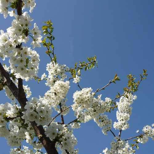 Cherry Merton Glory - Future Forests