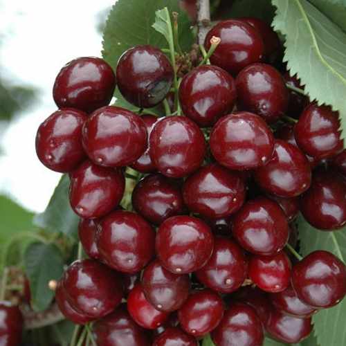 Cherry Morello - Future Forests