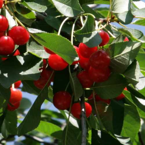 Cherry Morello - Future Forests