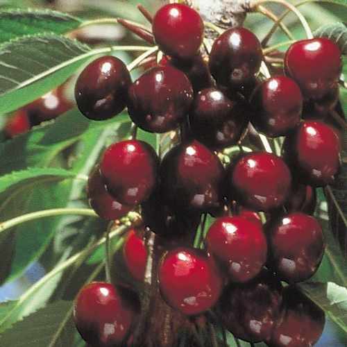 Cherry Stella - Future Forests