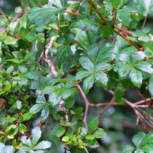 Cissus striata - Future Forests