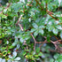 Cissus striata - Future Forests