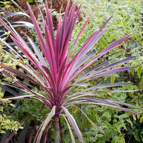 pink passion dracaena palm Cordyline australis Pink Passion