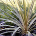 Cordyline australis Torbay Dazzler