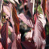 Cornus amomum Blue Cloud
