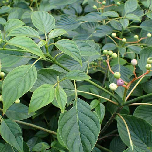Cornus controversa - Wedding Cake Tree (Green Foliage)