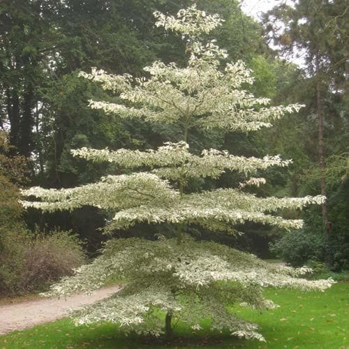 Cornus controversa Variegata - Future Forests