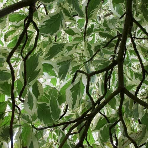 Cornus controversa Variegata - Future Forests