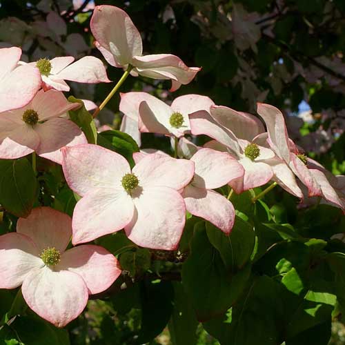 Cornus kousa Satomi - Japanese Dogwood