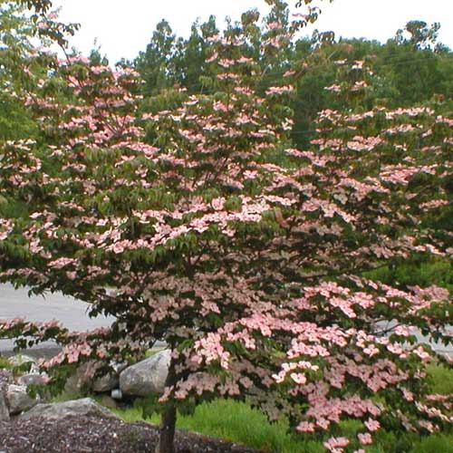 Cornus kousa Satomi - Japanese Dogwood