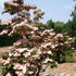 Cornus kousa Satomi - Japanese Dogwood