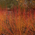 Cornus sanguinea Midwinter Fire