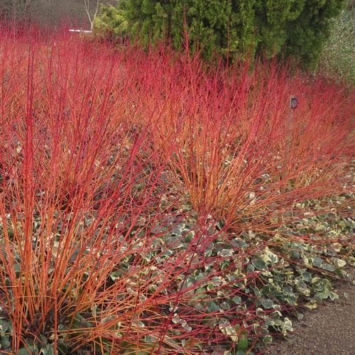 Cornus sanguinea Anny's Winter Orange - Future Forests