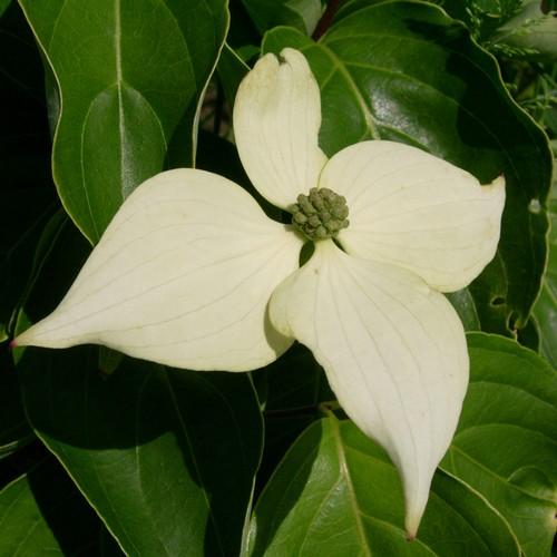 Cornus kousa John Slocock - Future Forests