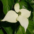 Cornus kousa John Slocock - Future Forests